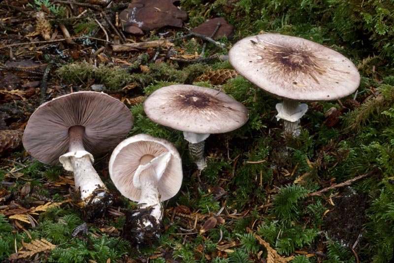 Agaricus subrutilescens